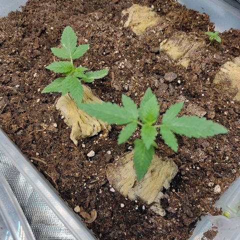 Purple Girls growlog photo: These are my replacements, backup, my  mystery seeds