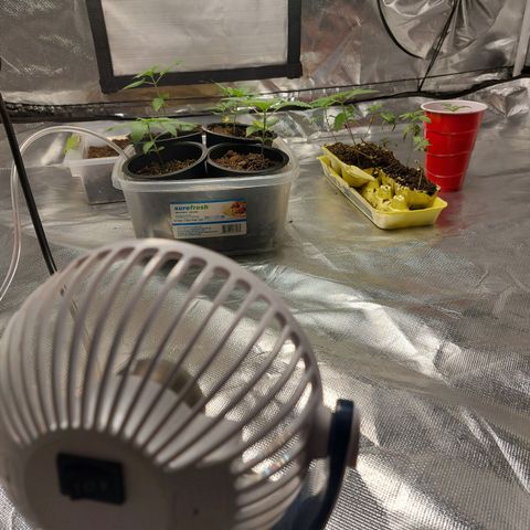 Purple Girls growlog photo: You don't need much fan or wind speed at this stage. Only enough to develop great strength in the stems and branches. We don't want to lay our girls down. 2 of them is recovering from a fall over 