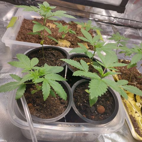 Purple Girls growlog timeline photo
