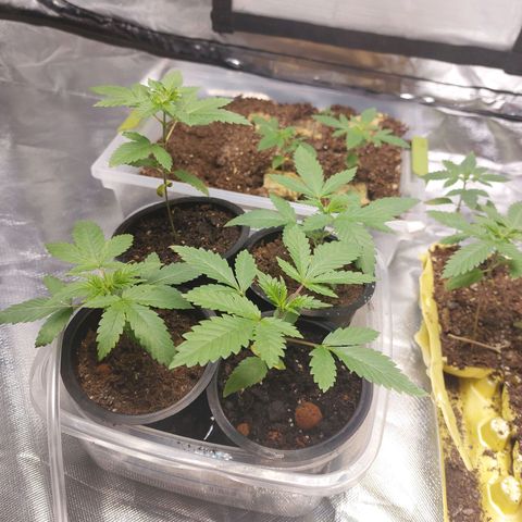 Purple Girls growlog timeline photo