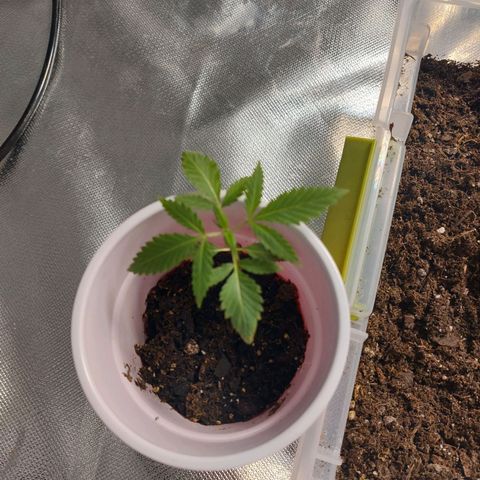 Purple Girls growlog timeline photo