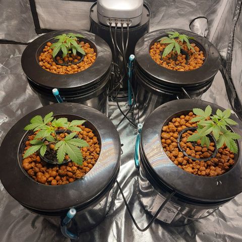 Purple Girls growlog photo: Their final homes 5 gallon buckets