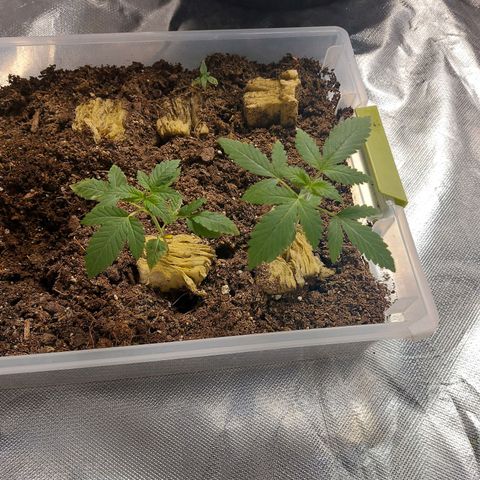 Purple Girls growlog timeline photo