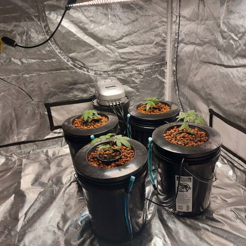 Purple Girls growlog photo: Their final homes 5 gallon buckets