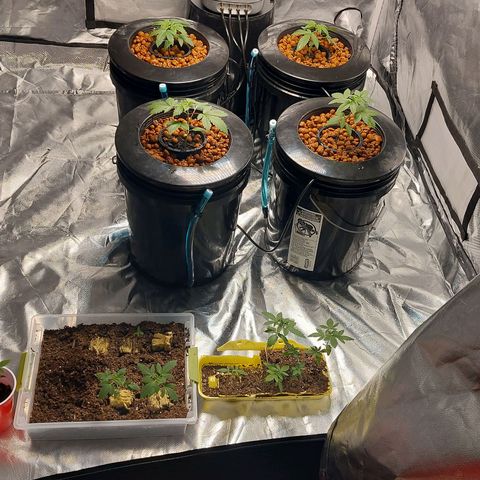 Purple Girls growlog timeline photo