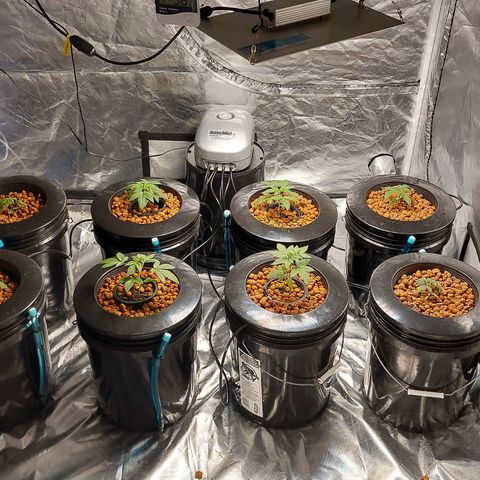 Purple Girls growlog timeline photo