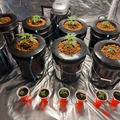 Purple Girls growlog photo: The two to the left are unknown and the rest are northern lights