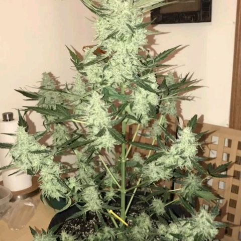 Purple Girls growlog timeline photo