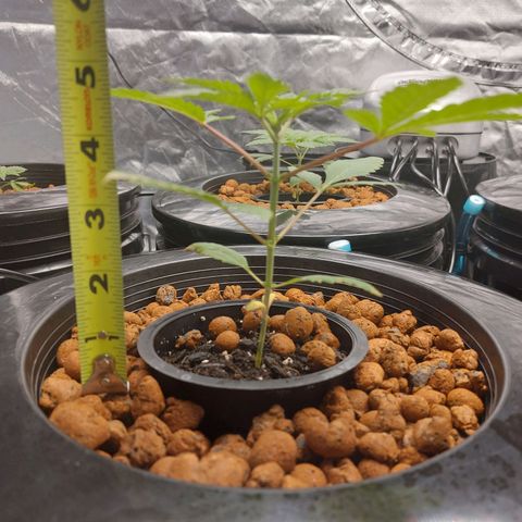 Purple Girls growlog photo: NL#3
