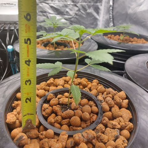 Purple Girls growlog photo: NL#4