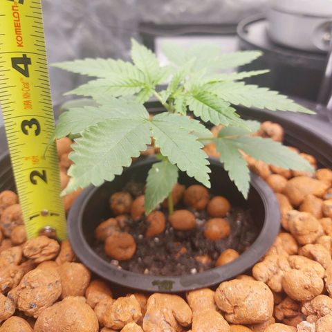 Purple Girls growlog photo: NL#1