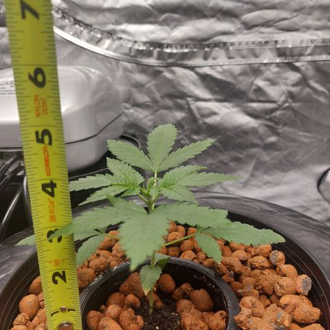 Purple Girls growlog photo: NL#2