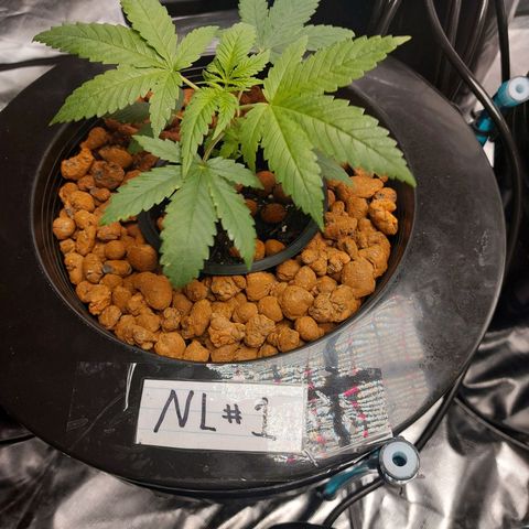 Northern Lights  #1 growlog timeline photo