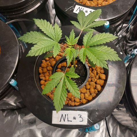 Northern Lights  #3 growlog timeline photo