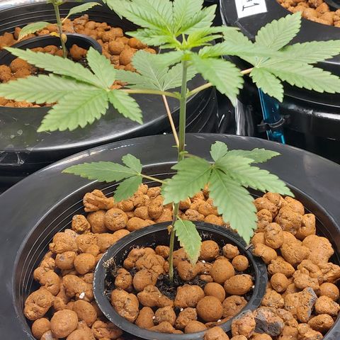 Northern Lights  #4 growlog timeline photo