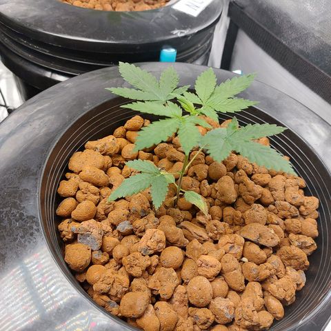 Northern Lights  #6 growlog timeline photo