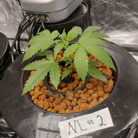 Northern Lights  #2 growlog timeline photo