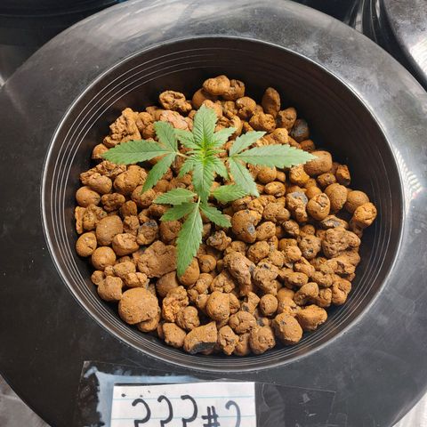 Mystery seed #2 growlog timeline photo