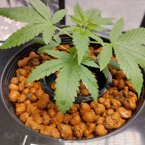 Northern Lights  #1 growlog photo: A couple of spots to keep an eye on, also the color is not as green as I want it to be.