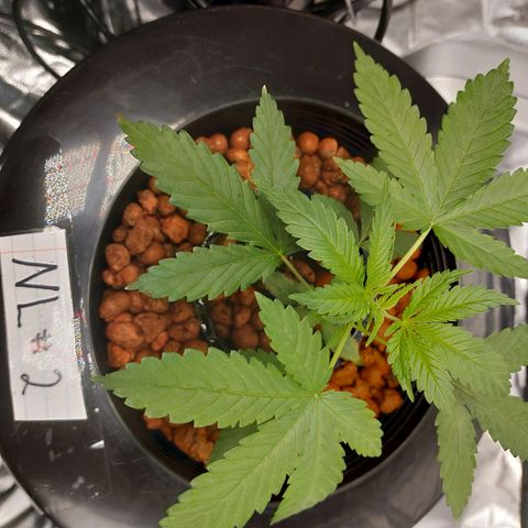 Northern Lights  #2 growlog photo: Keep eye on their color,  the nukes are still new and Its taking a bit for her take it may take a while for the color to darken 