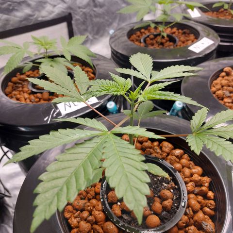 Northern Lights  #3 growlog photo: My largest plant so far