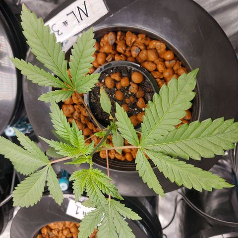 Northern Lights  #3 growlog photo: My largest plant so far