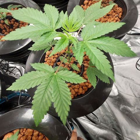 Northern Lights  #4 growlog photo: This is probably nothing but I'm going to watch it 