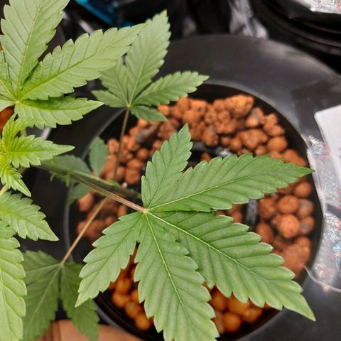 Northern Lights  #4 growlog photo: This is probably nothing but I'm going to watch it 