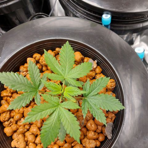 Northern Lights  #6 growlog photo: Very healthy 