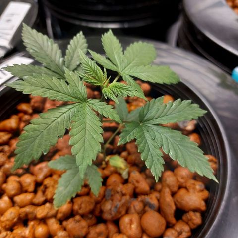 Northern Lights  #6 growlog photo: Very healthy 