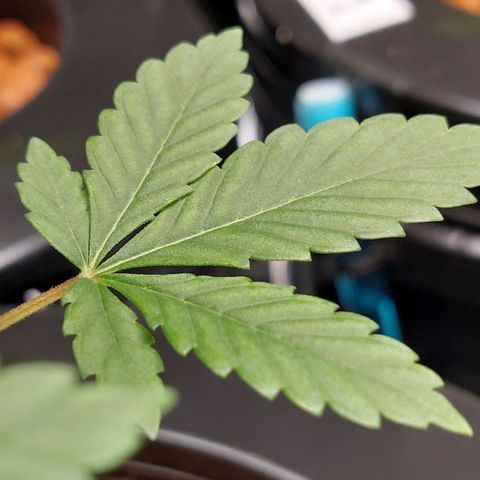Northern Lights  #4 growlog photo: This is probably nothing but I'm going to watch it 