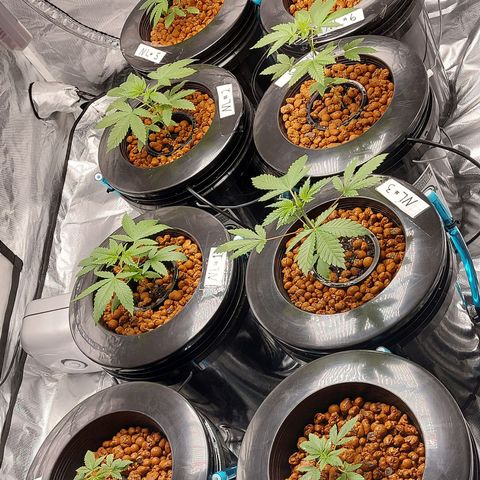 Purple Girls growlog timeline photo