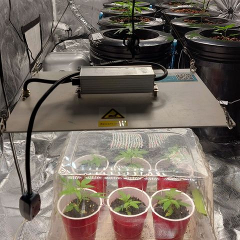 Purple Girls growlog timeline photo