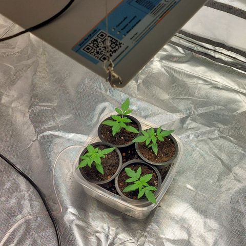 Northern Lights  #3 growlog timeline photo