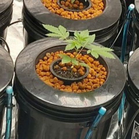 Northern Lights  #3 growlog timeline photo
