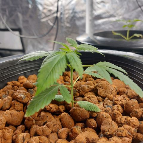 Mystery seed #2 growlog timeline photo