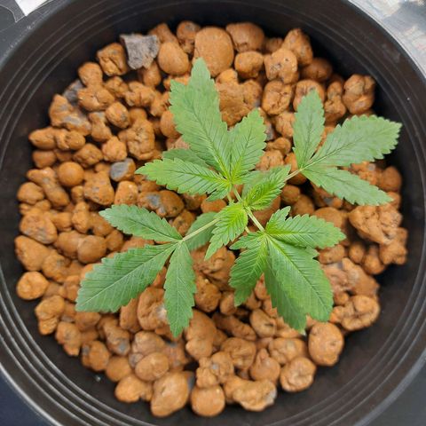Mystery seed #2 growlog timeline photo
