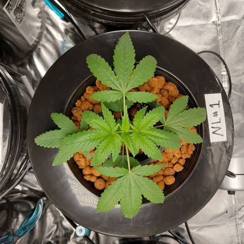 Northern Lights  #1 growlog timeline photo