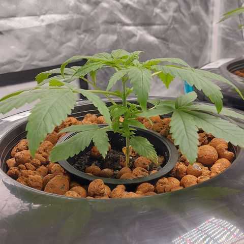 Northern Lights  #1 growlog timeline photo