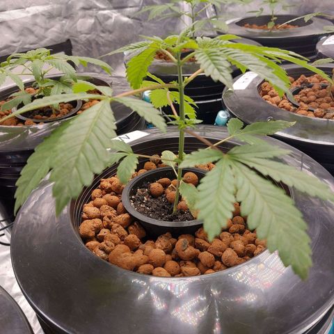 Northern Lights  #3 growlog timeline photo