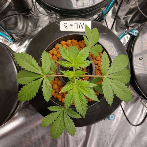 Northern Lights  #3 growlog timeline photo