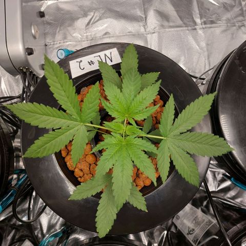 Northern Lights  #2 growlog timeline photo