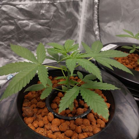 Northern Lights  #2 growlog timeline photo
