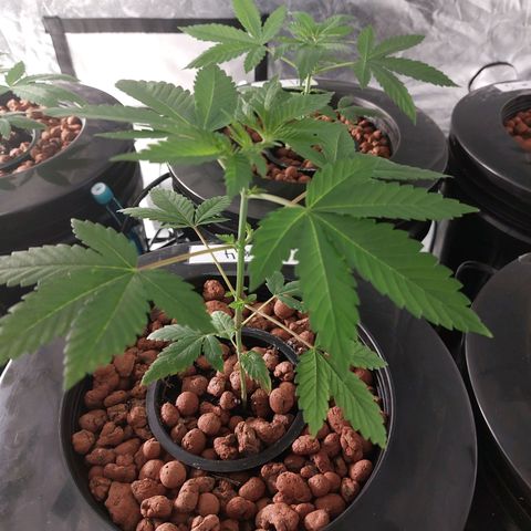 Northern Lights  #4 growlog timeline photo