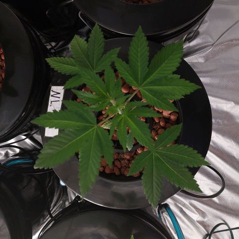 Northern Lights  #4 growlog timeline photo