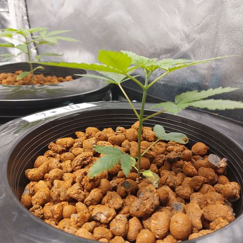 Northern Lights  #6 growlog timeline photo