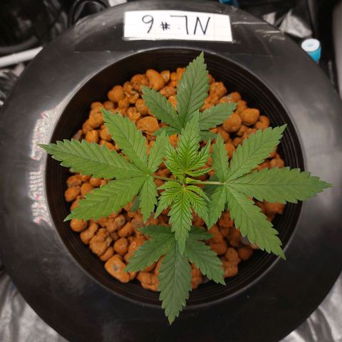 Northern Lights  #6 growlog timeline photo