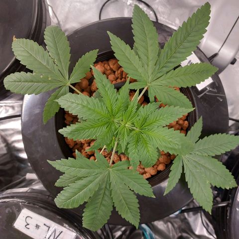 Northern Lights  #1 growlog timeline photo