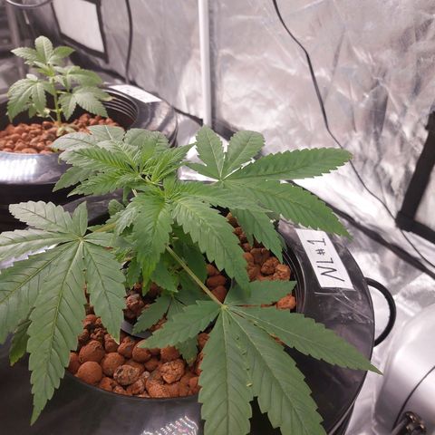 Northern Lights  #1 growlog timeline photo