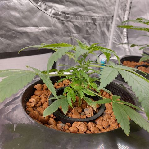 Northern Lights  #1 growlog timeline photo
